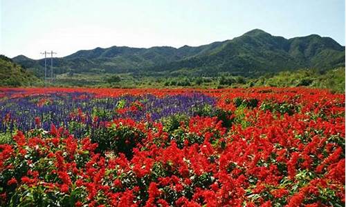 广州最大的花海景点_广州最大的花海景点在哪里